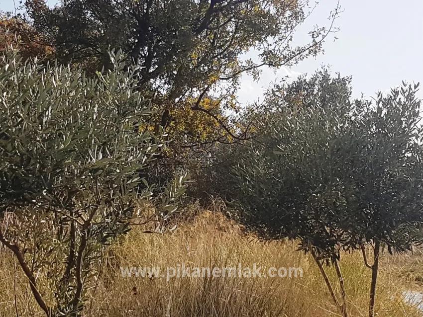 Feld Zu verkaufen in Fevziye Bz. Ortaca - Feld-Zonierung - 7.600 m²