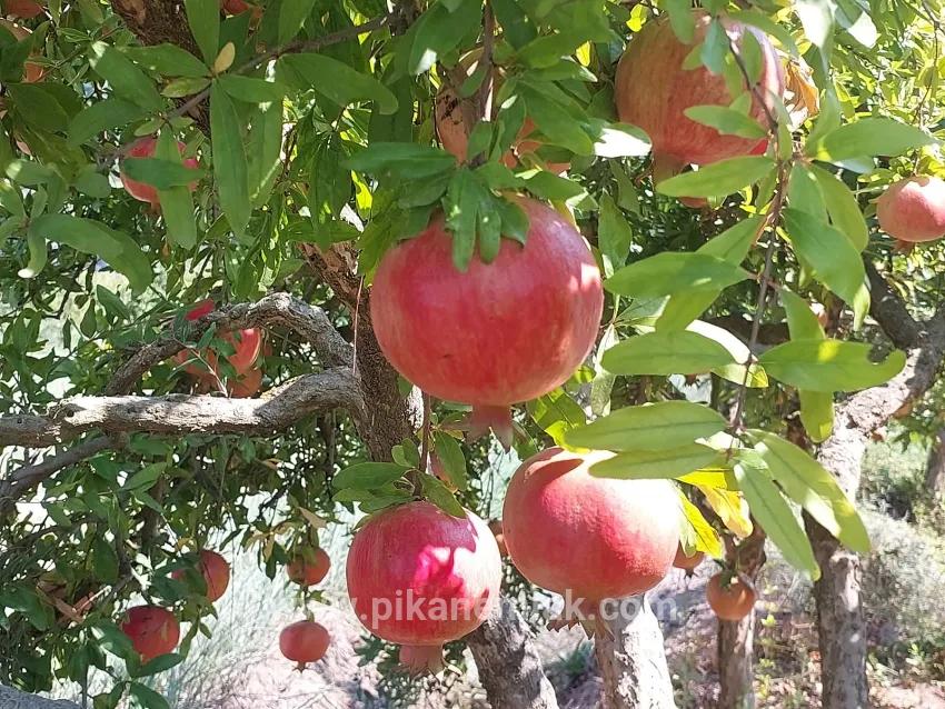 Feld Zu verkaufen in Dalyan Bz. Ortaca - Feld-Zonierung - 4.500 m²