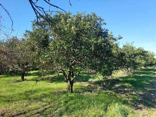 In Ortaca Okçular 1000 m2 freistehendes Grundstück