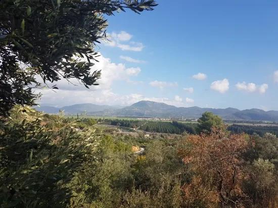 In Ortaca Fevziye teilweise Meerblick 7.600 m2 günstiges Grundstück mit Olivenbäumen zu verkaufen