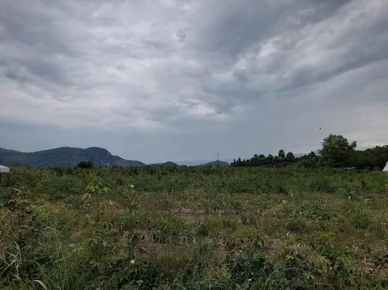 Muğla Dalyanda 3000 m2 Freistehend für Investitionen geeignetes Grundstück zu verkaufen