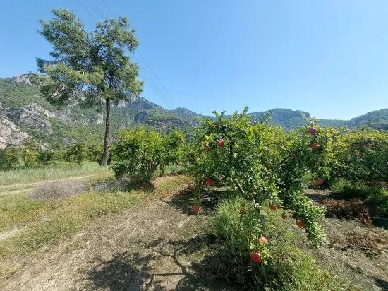Muğla, In Dalyan, Berg- und Natursicht 4 500 m2 freistehender Granatapfelgarten zu verkaufen