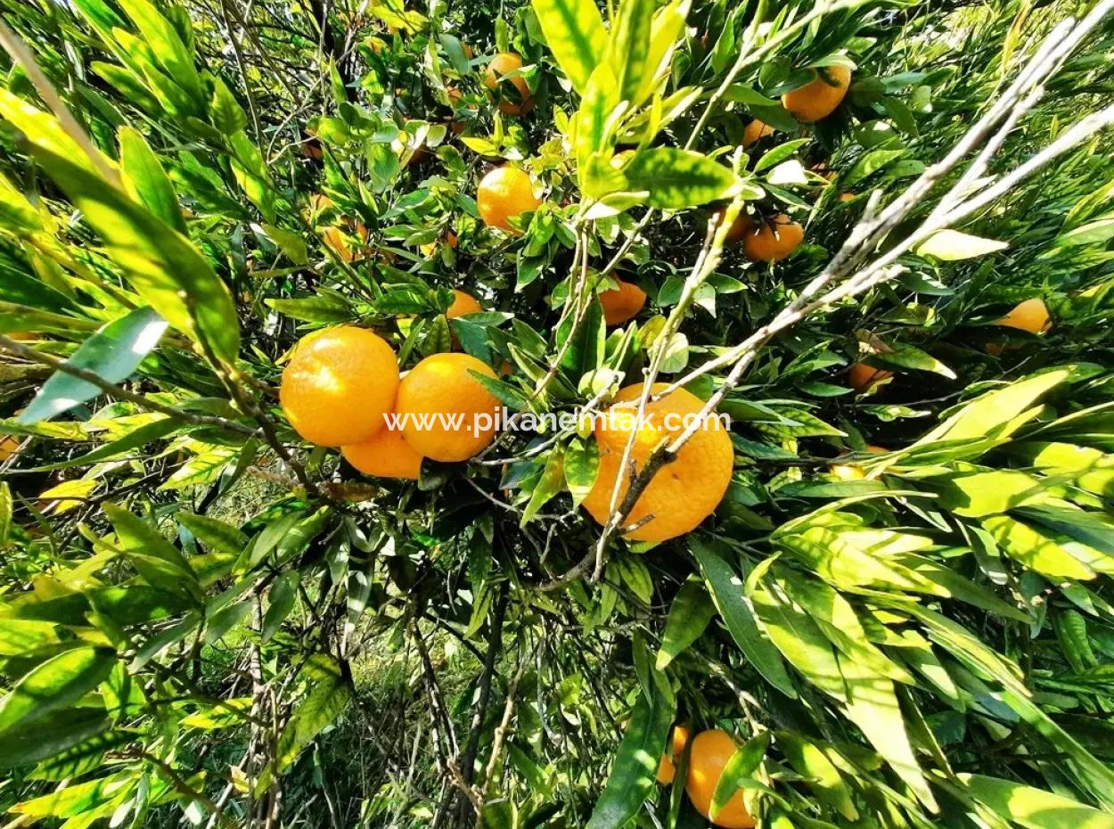 2200 M2 Freistehender Zitrusbaum Zum Verkauf In Köyce-Inz Dögüsbelen