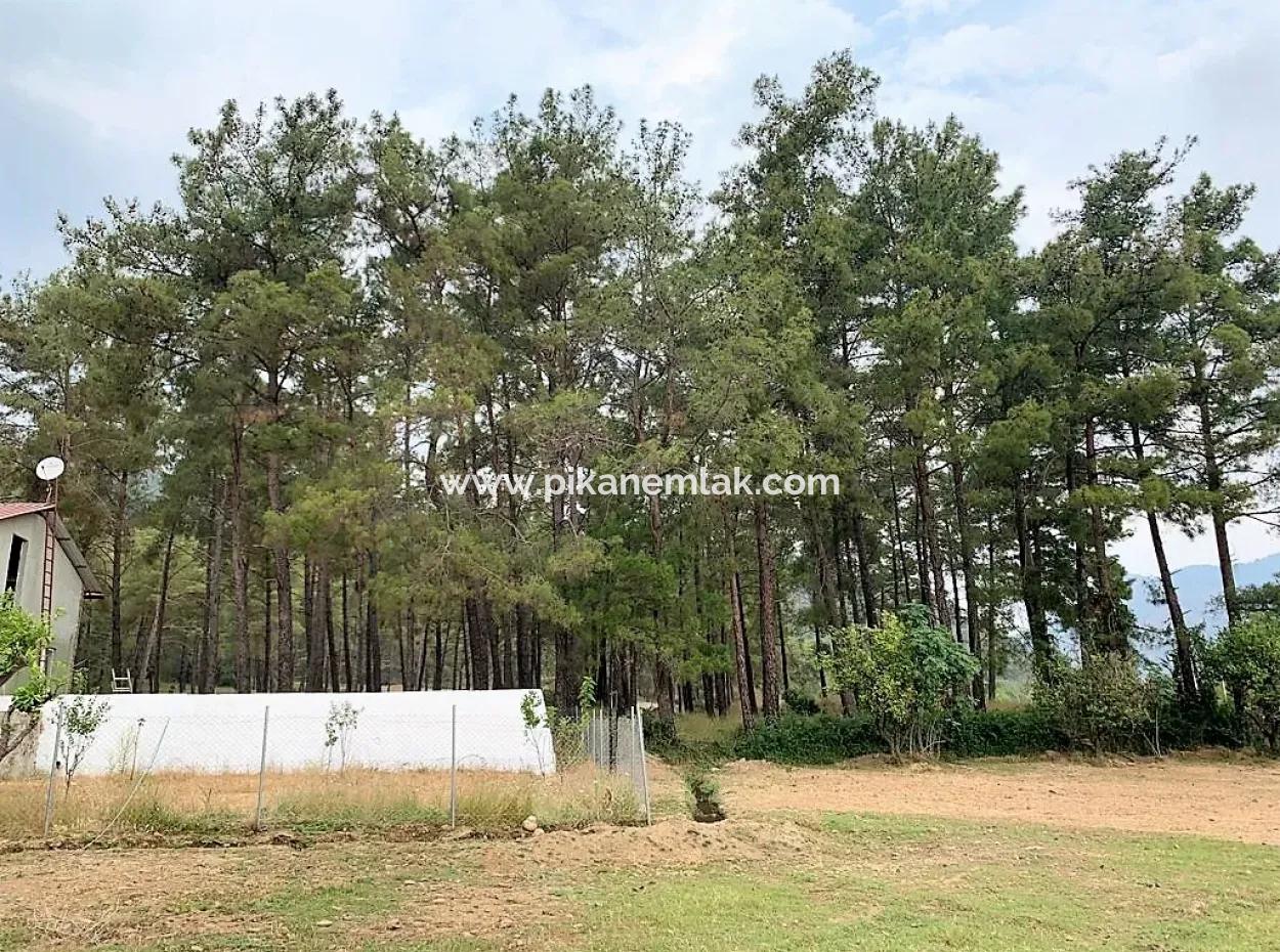 Teekante 10345 M2 Land Und Einfamilienhaus Zum Verkauf In Ortaca Cayli Pinienwald