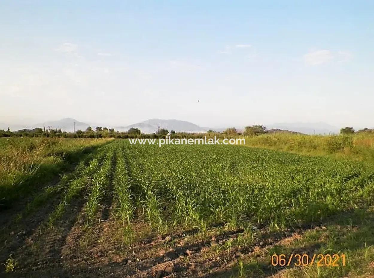 10 000 M2 Fruchtbares Land Zum Verkauf In Mugla Ortaca Mergenli
