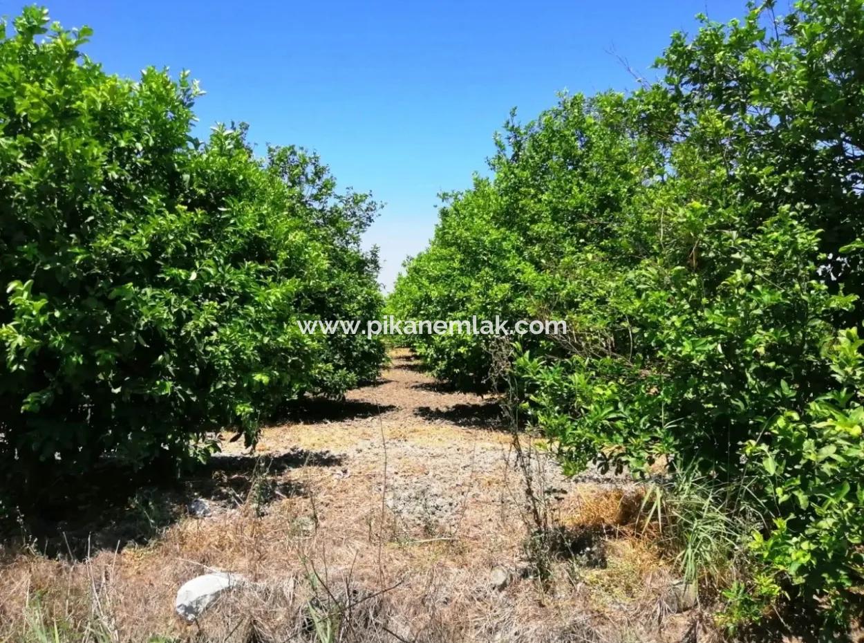 Zitrone Garten Zu Verkaufen Schnäppchen Ortaca