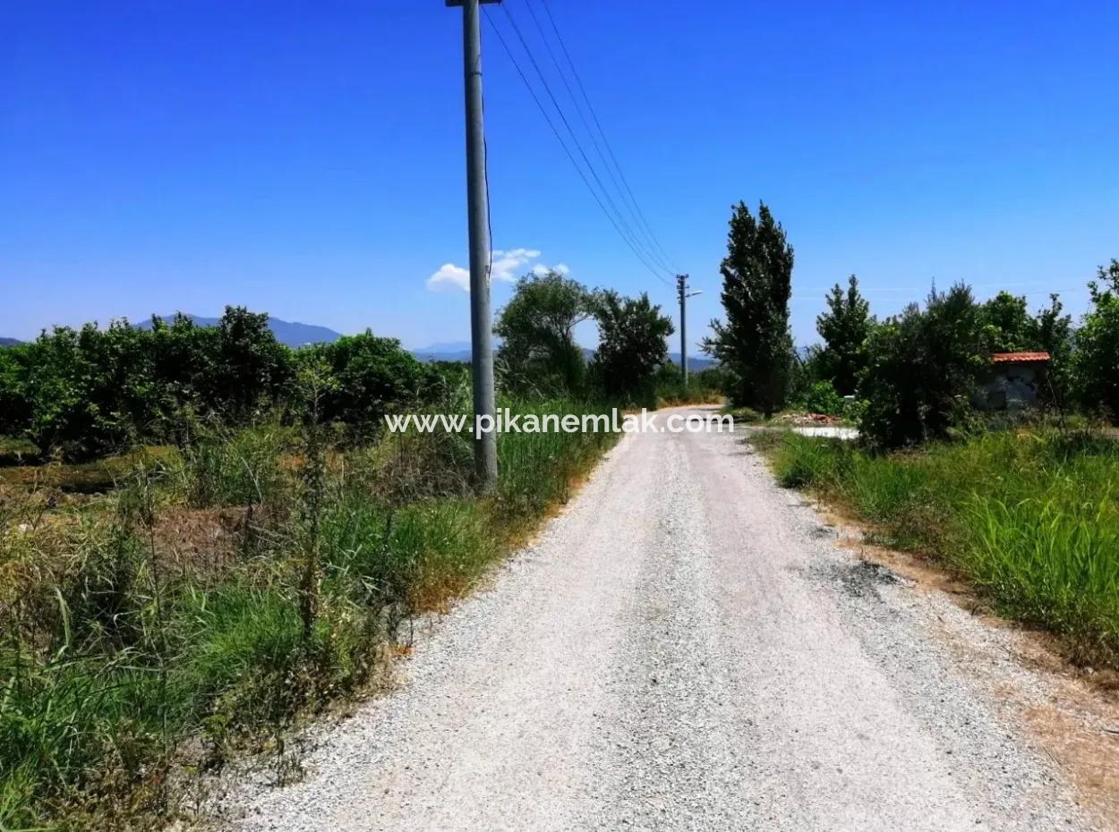 Zitrone Garten Zu Verkaufen Schnäppchen Ortaca