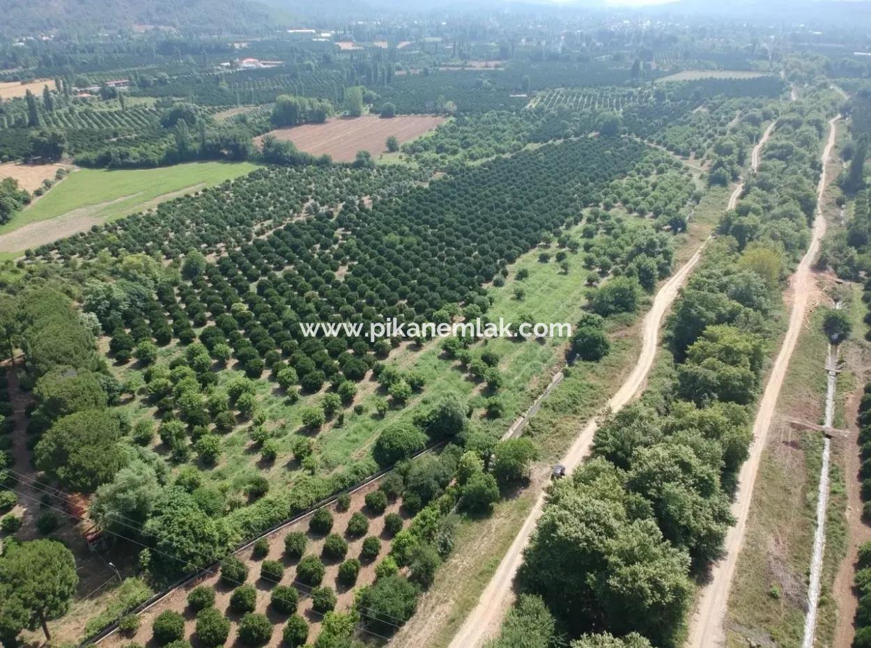 Orange Grove Zum Verkauf An Beyoba