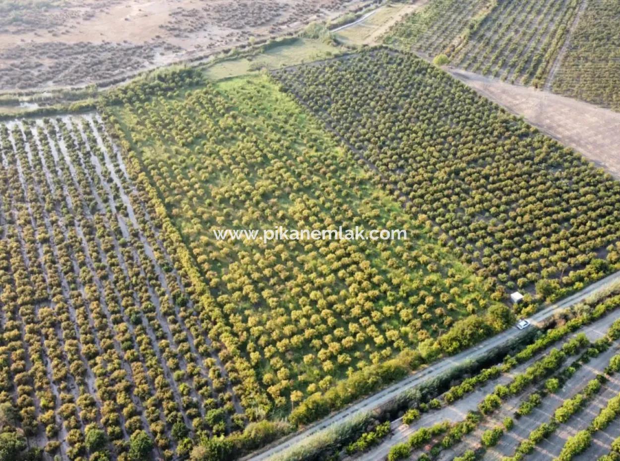 Granatapfelgarten Zum Verkauf In Mugla Ortaca Tepearasi