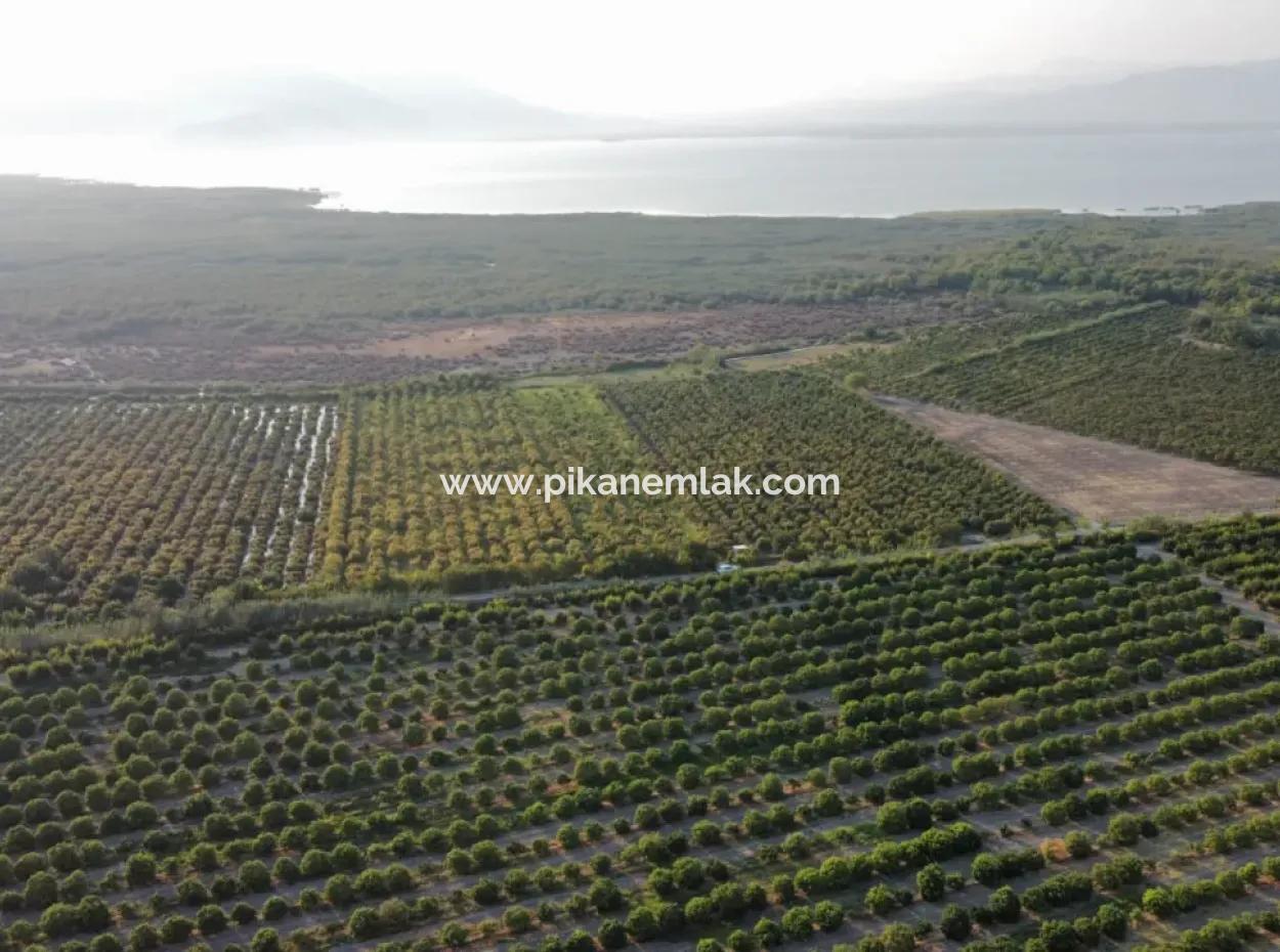 Granatapfelgarten Zum Verkauf In Mugla Ortaca Tepearasi