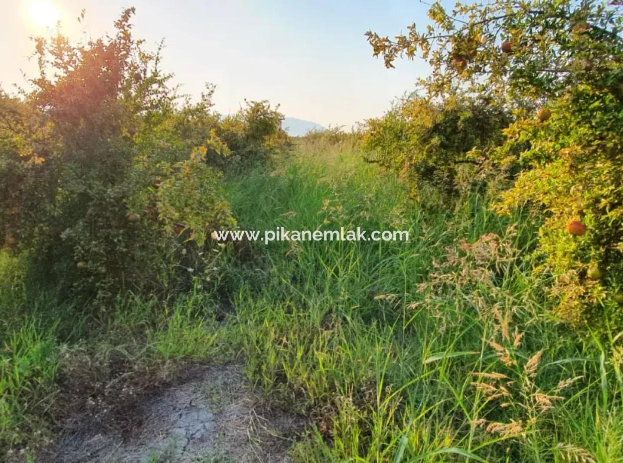 Granatapfelgarten Zum Verkauf In Mugla Ortaca Tepearasi