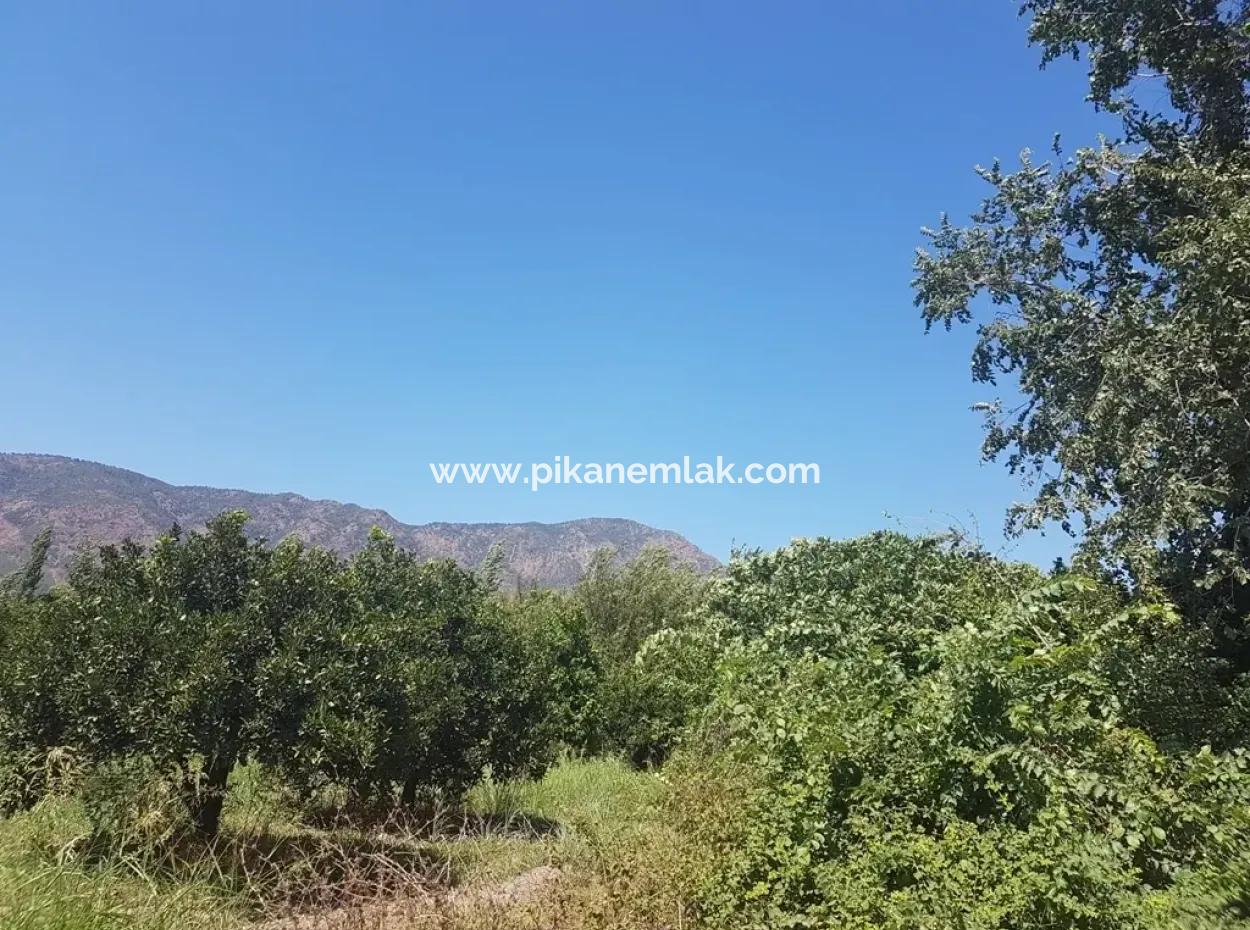 Mandarin Garten Zum Verkauf