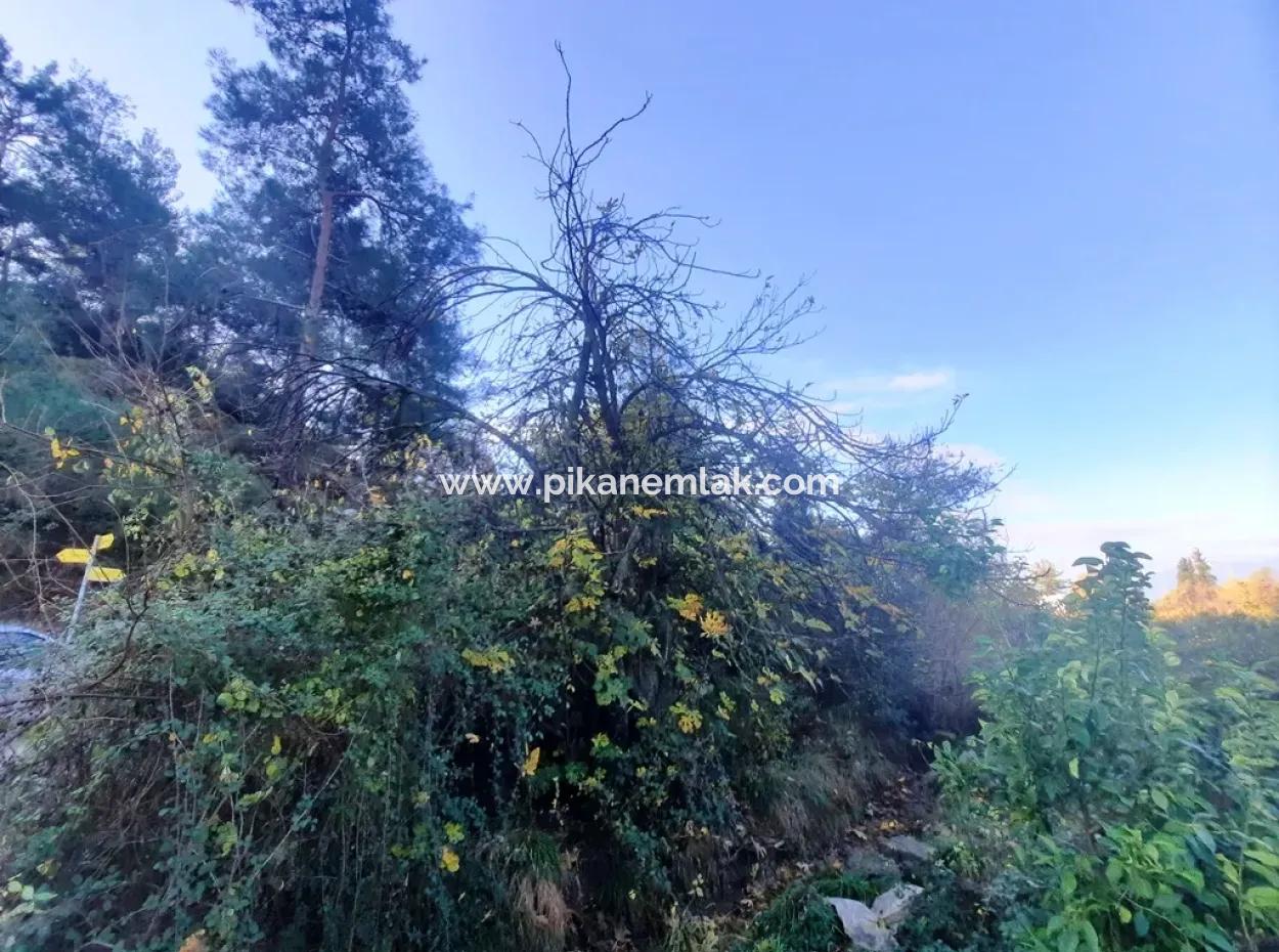 7320 M2 Schnäppchen-Zitronengarten Zum Verkauf In Ortaca Kemaliye