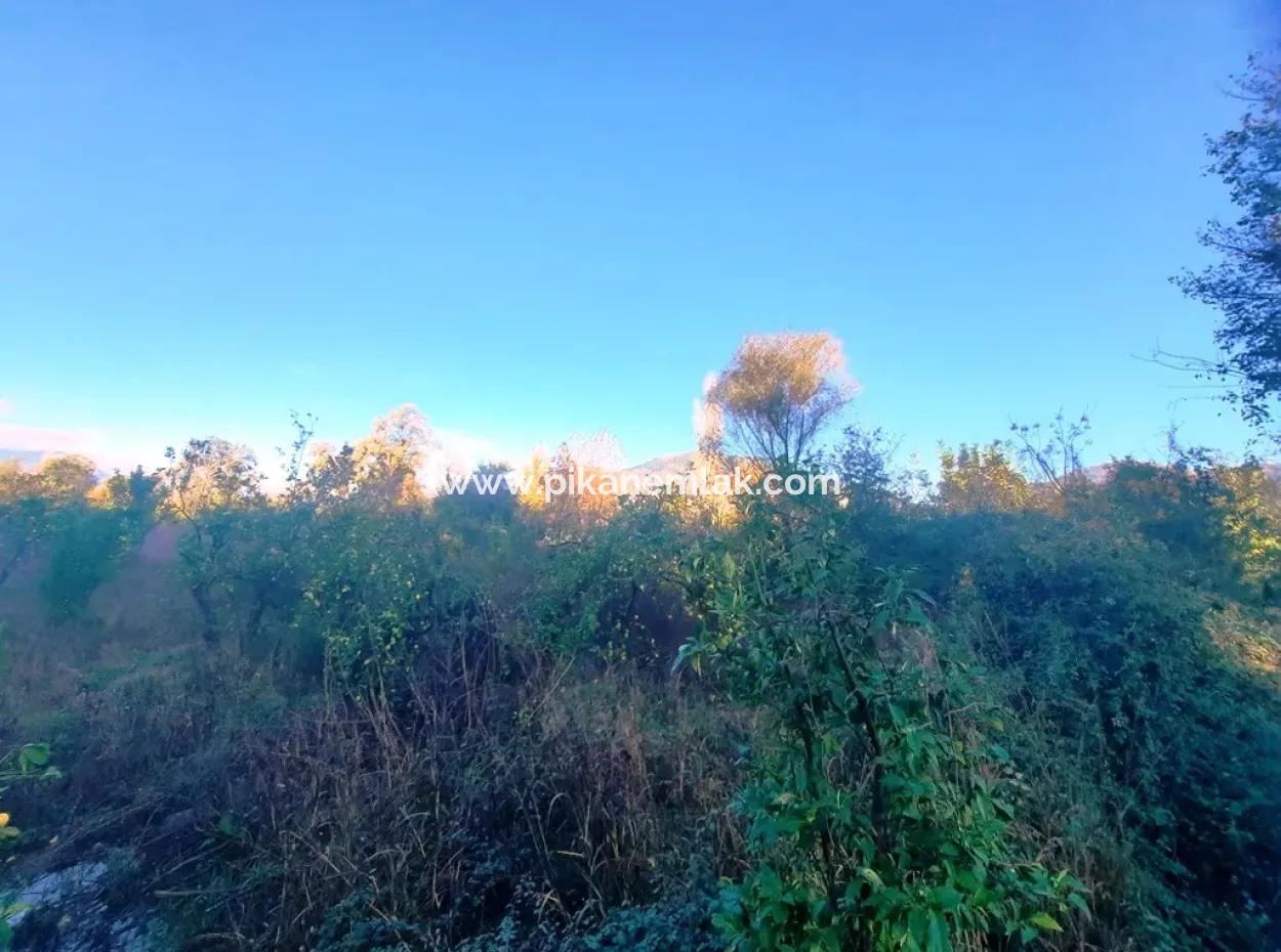 7320 M2 Schnäppchen-Zitronengarten Zum Verkauf In Ortaca Kemaliye