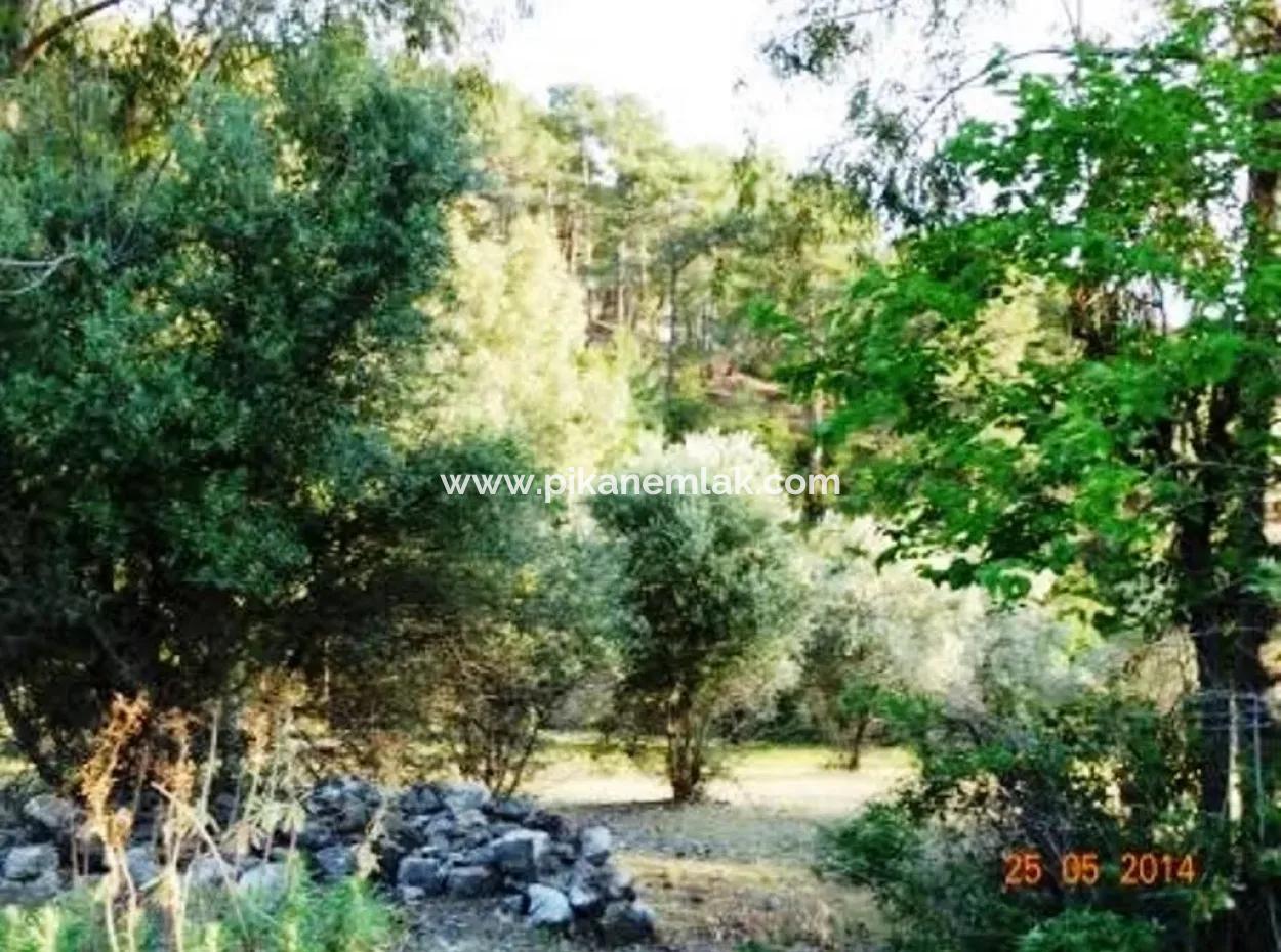 600 M2 Garten Mit Meerblick Zum Verkauf In Mugla Fethiye Eldirek