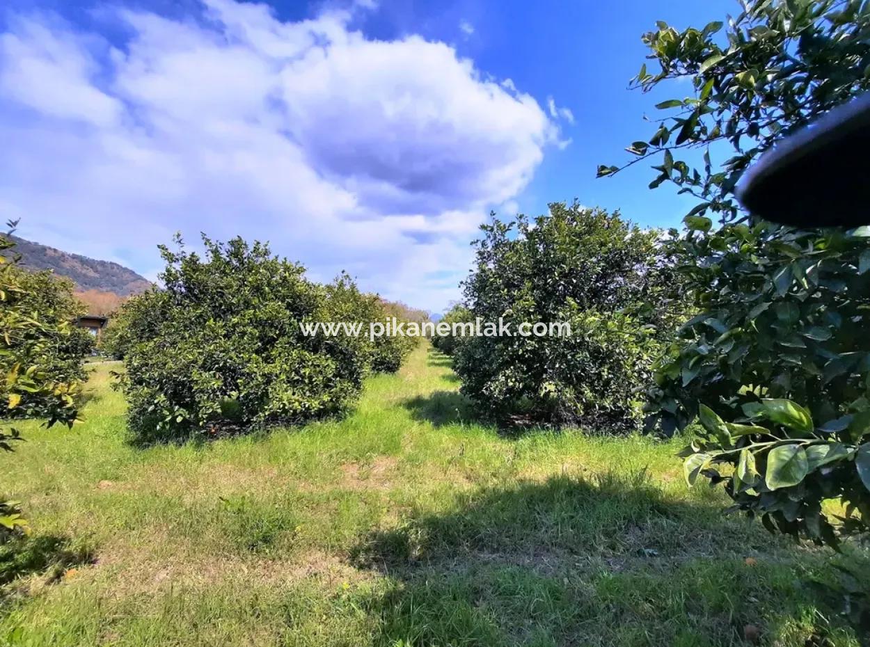 Ortaca Mergenlide 5134 M2 Und Offizielle 50 M2 Baugenehmigung Zitrusgarten Zu Verkaufen