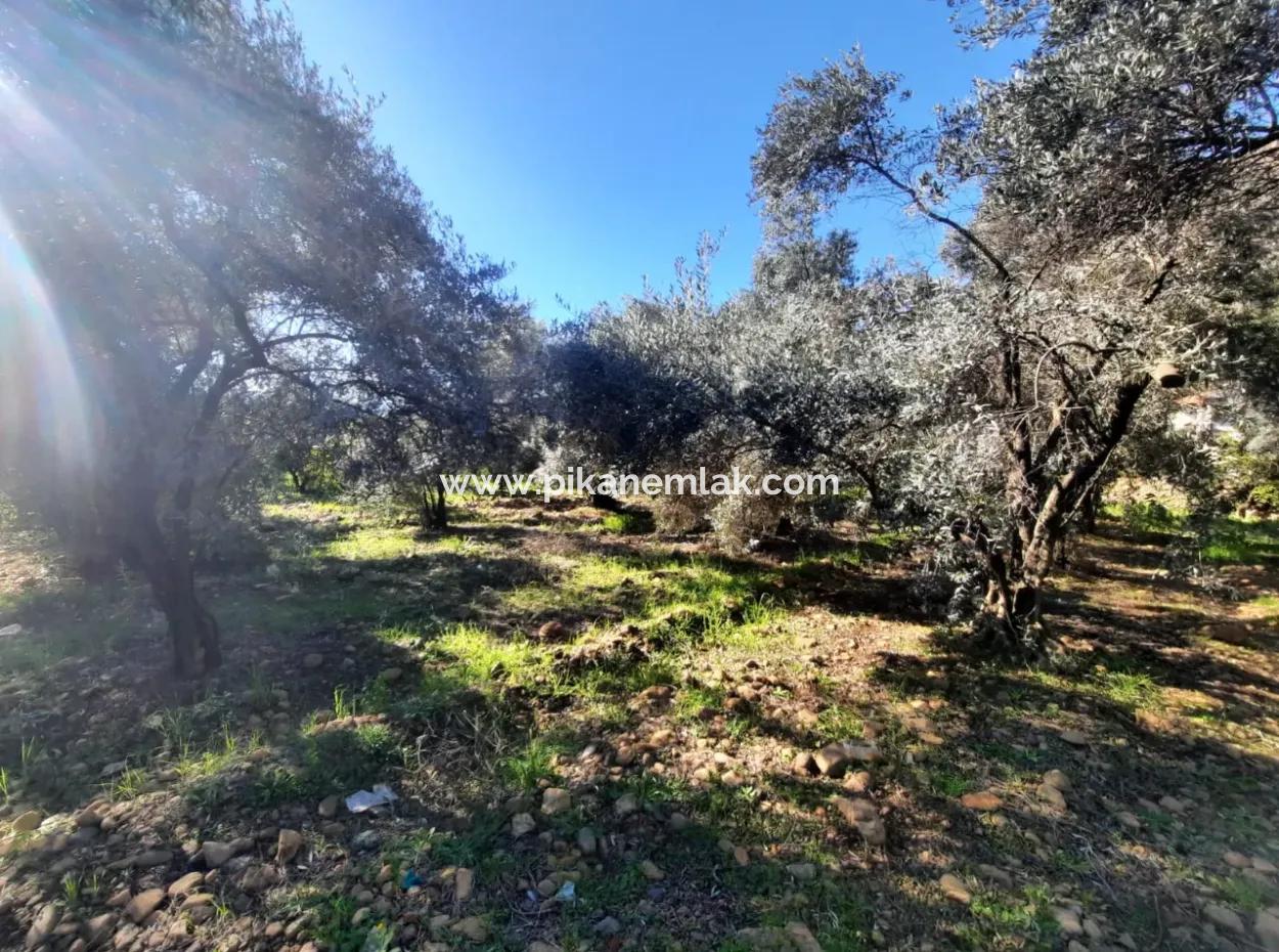 Köyceğiz Toparlarda 4 200 M2 Grundstück Einstöckiges Einfamilienhaus Zum Verkauf