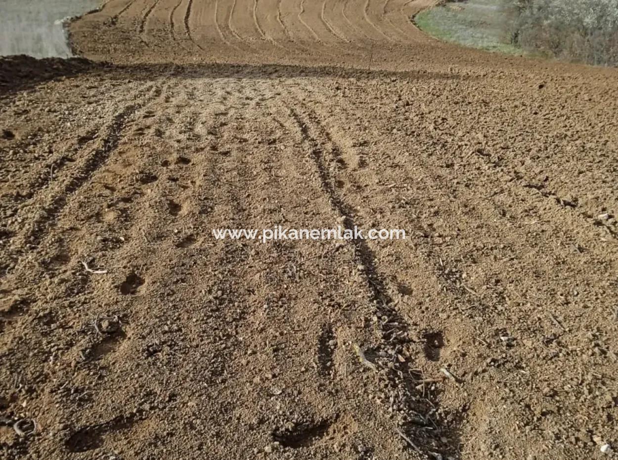Freistehendes, Fruchtbares, 3 500 M2 Flaches Grundstück Zum Verkauf In Acıpayam Çakır