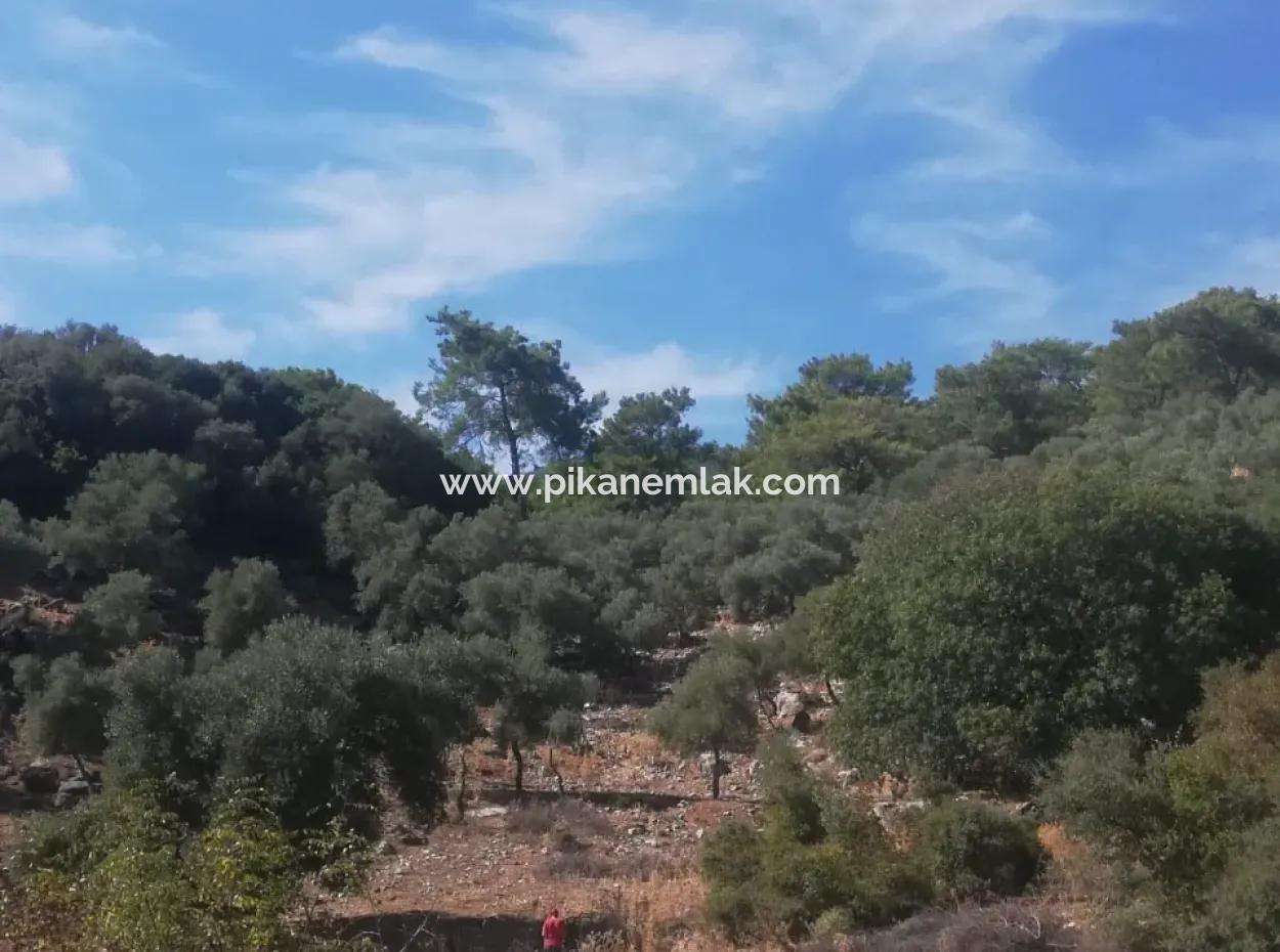 5000 M2 2B Feld Zu Verkaufen