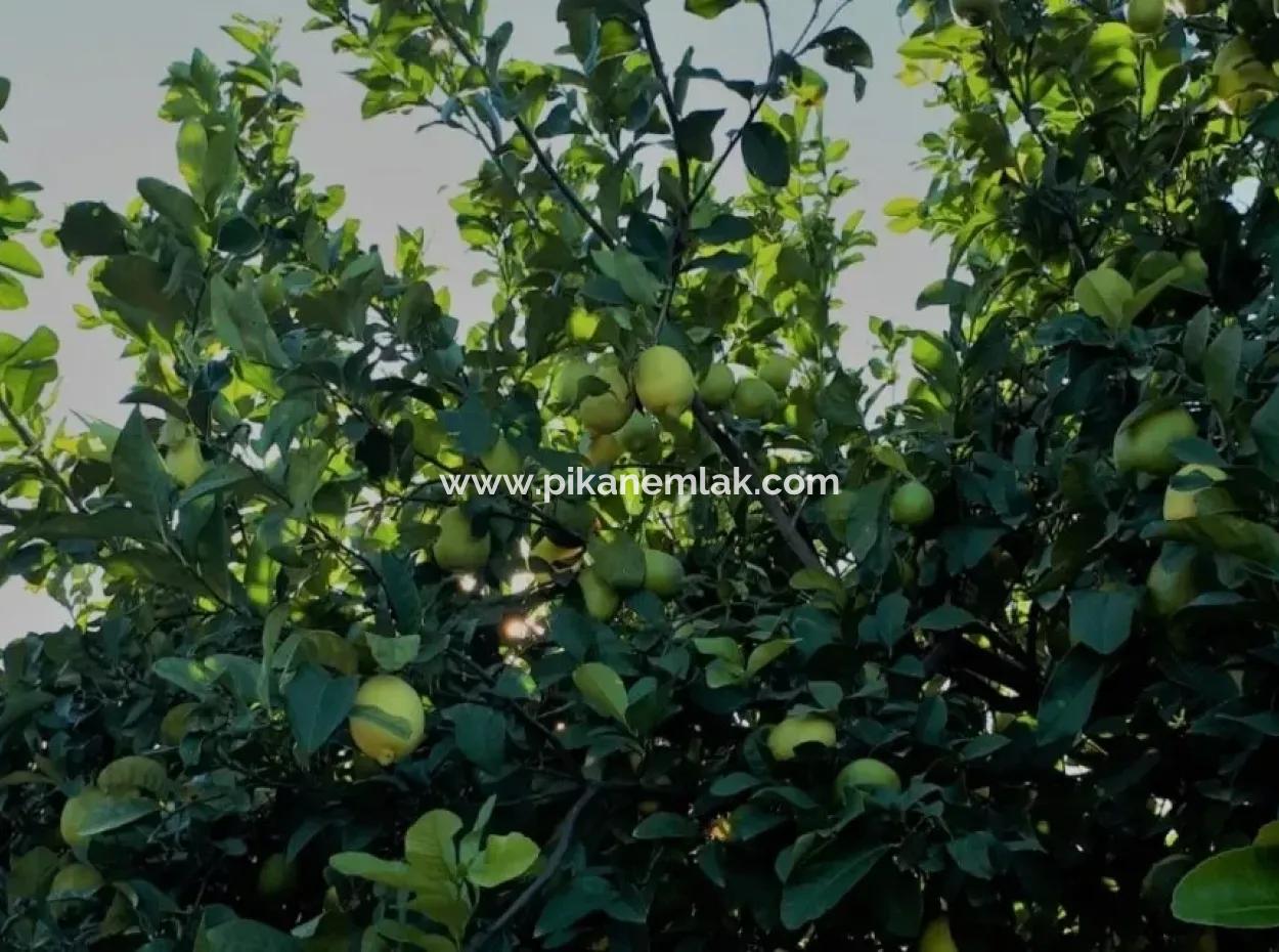 Tepearasi Schnäppchen Für Verkauf In Orange Grove