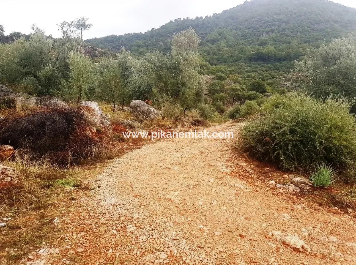 Wildblumen Zum Verkauf An Schnäppchen Göcek Inlice
