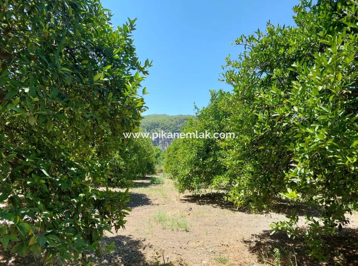 Muğla, Ortaca, Okçular Da, 1015, 69 M2, Freistehendes Grundstück Steht Zum Verkauf.