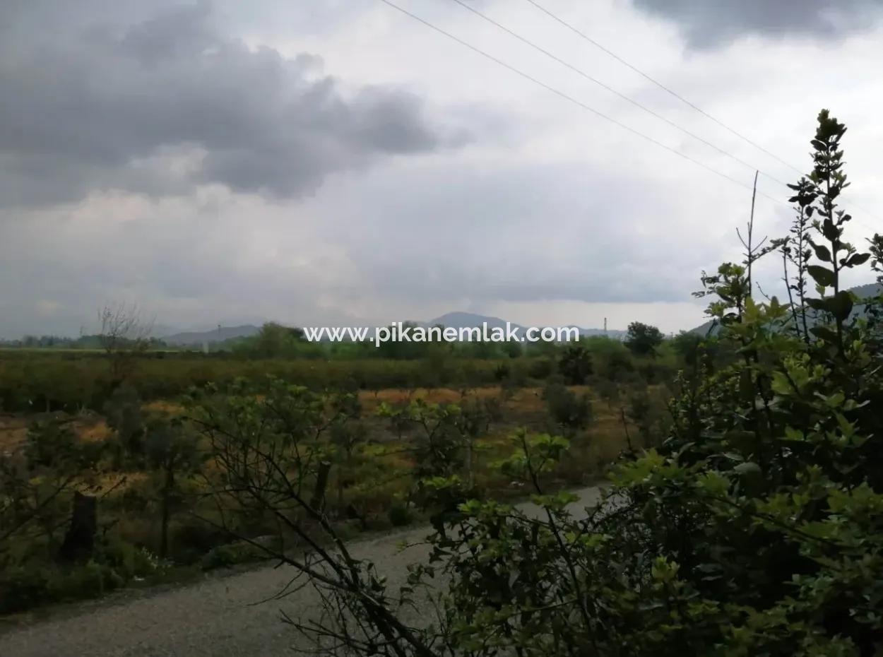 Güzelyurt Zum Verkauf Gärten Granatapfel Ta