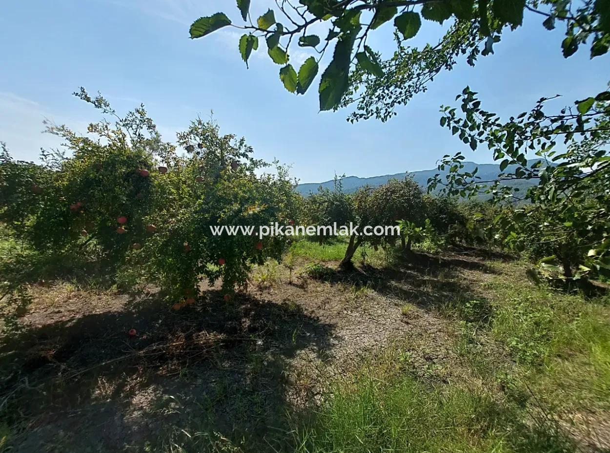 Muğla Dalyanda 5700 M2 Gepflegter Schnäppchen-Granatapfelgarten Zum Verkauf