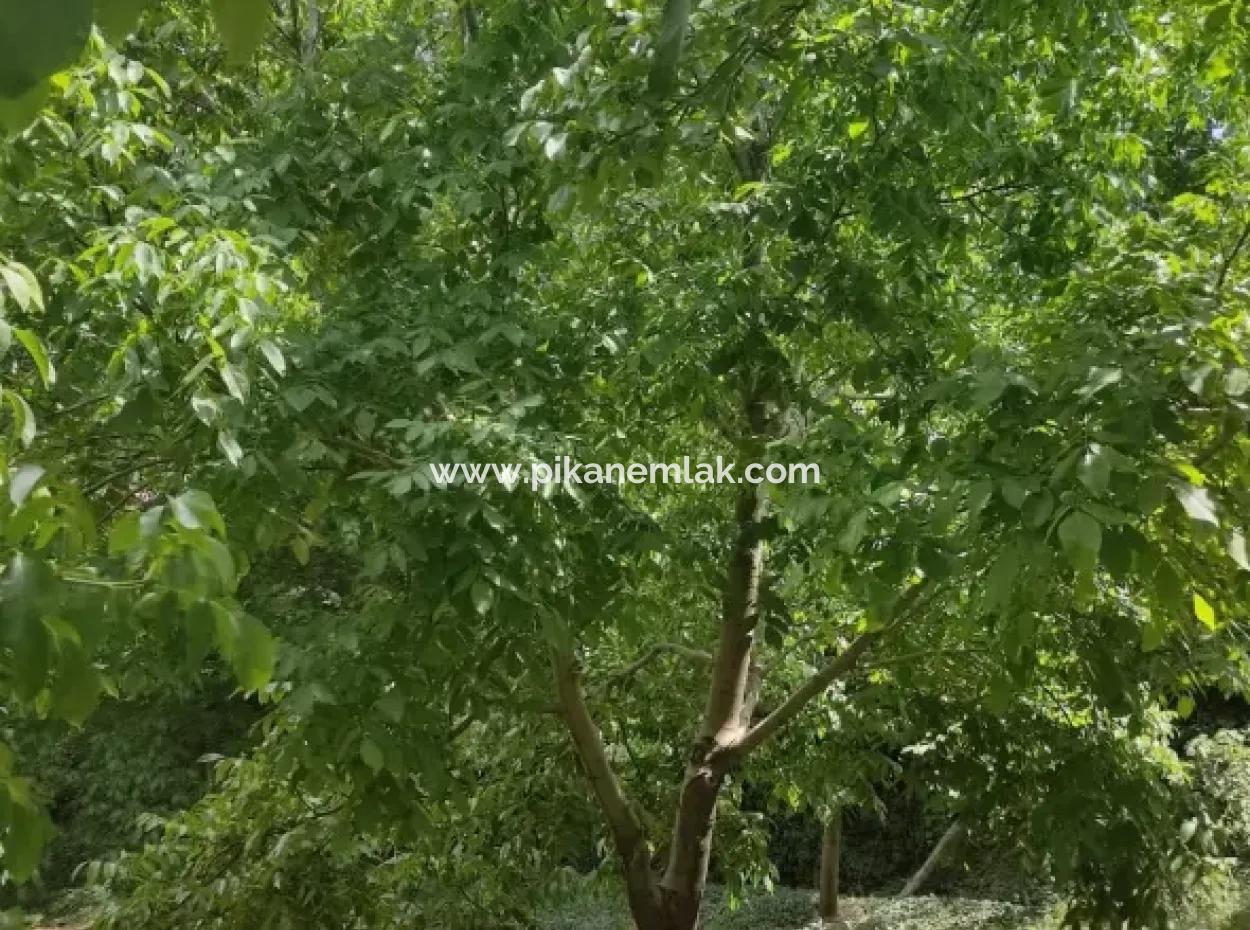 Dorfhaus Aus Stein Und 1042 M2 Freistehendes Grundstück Zum Verkauf Auf Einem 504 M2 Großen Grundstück In Çameli, Cevizli