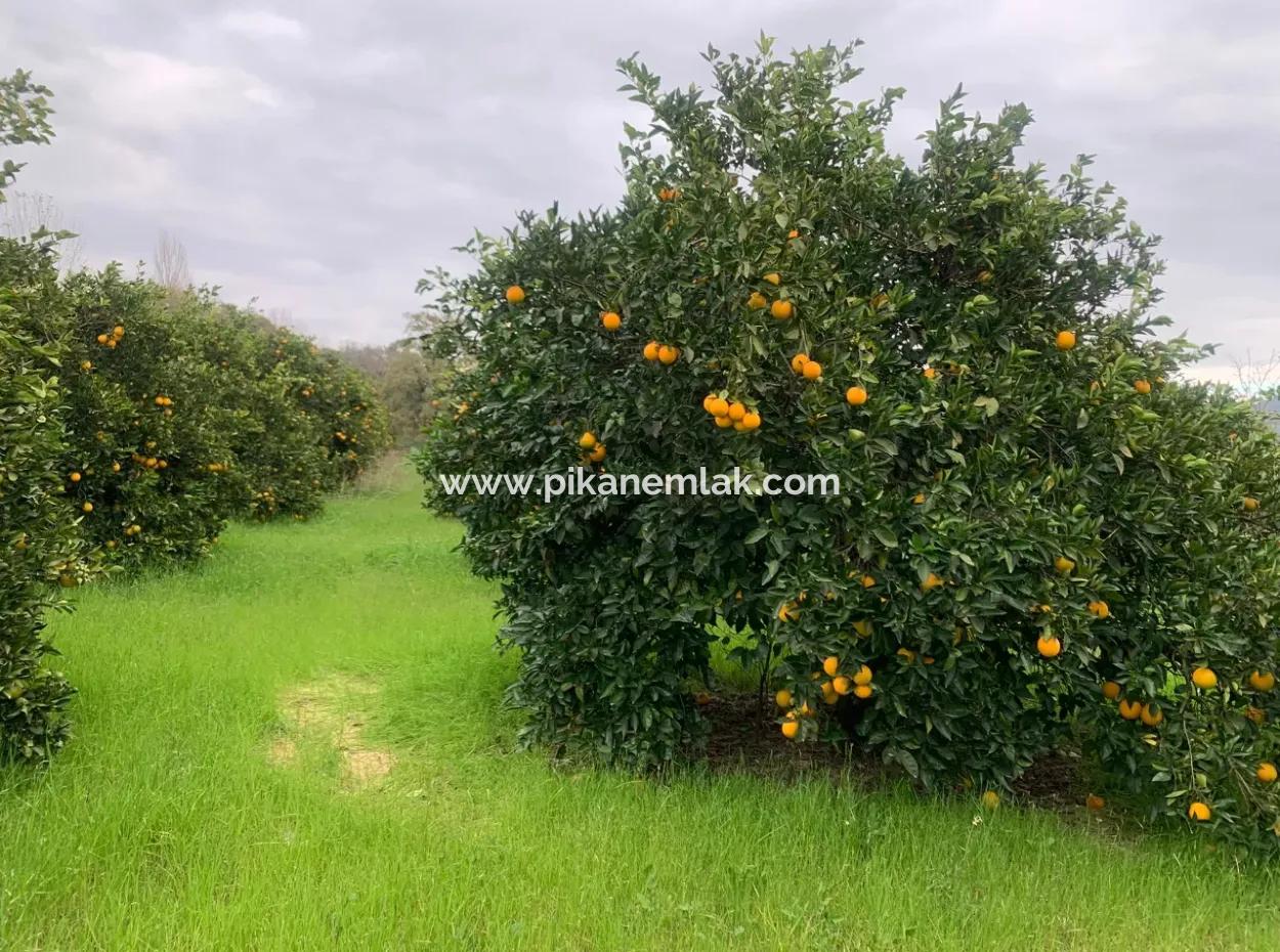 1084 M2 Zoniertes Schnäppchengrundstück Zum Verkauf In Ortaca Ekşiliyurt