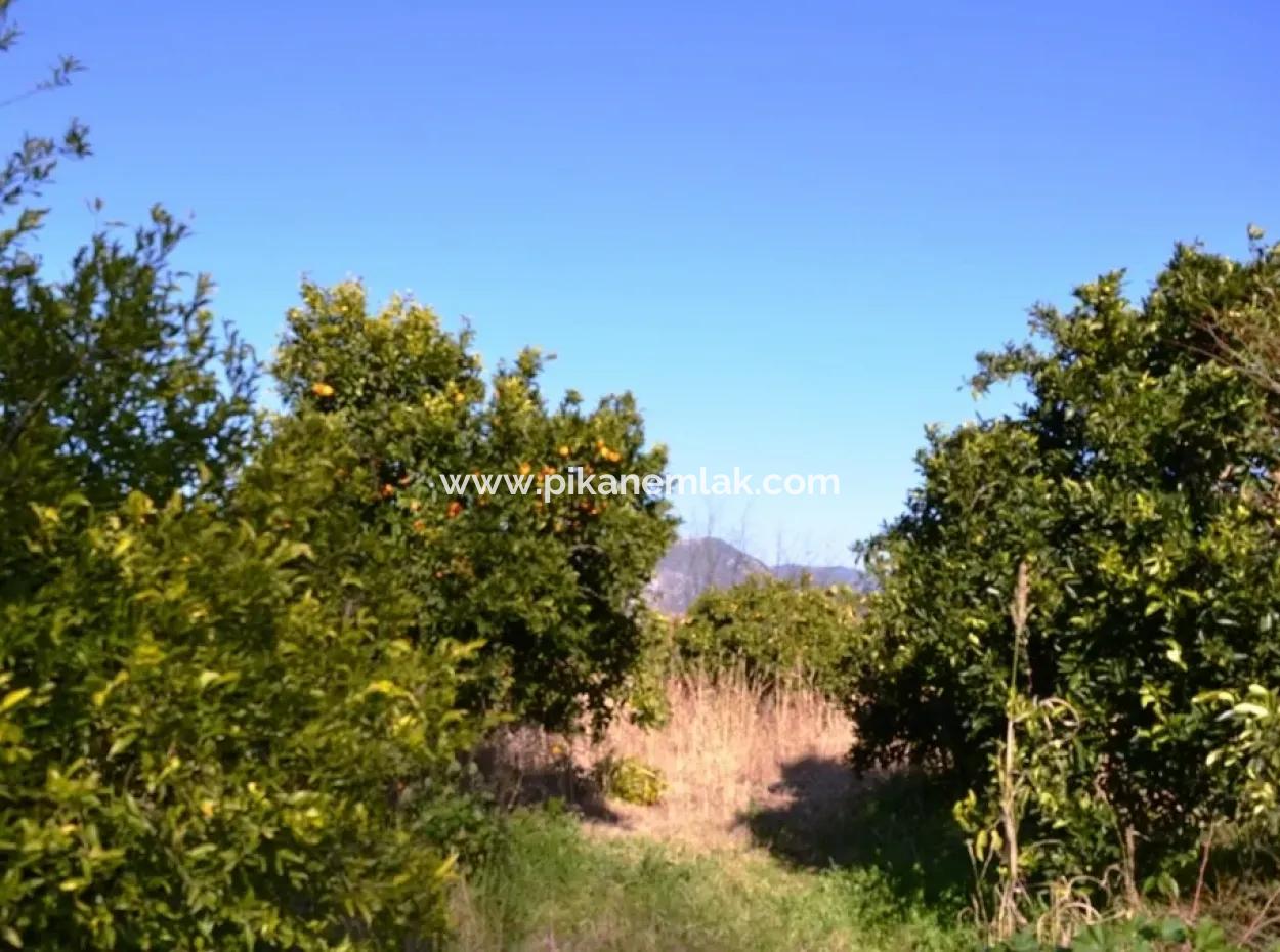 Dorf Haus Zum Verkauf In Orange Grove Und Beyoba