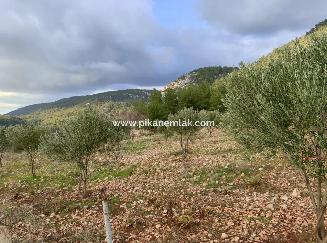 11.600 M² Flaches Schnäppchengrundstück Zum Verkauf In Muğla Milas Densityoluk