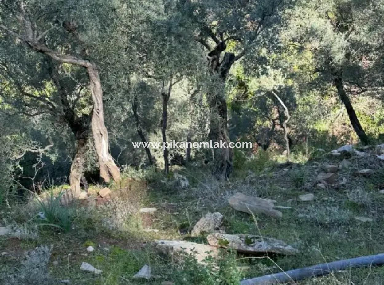 5 800 M2 Einzeltitel, Freistehendes Grundstück Zum Verkauf In Muğla Milas