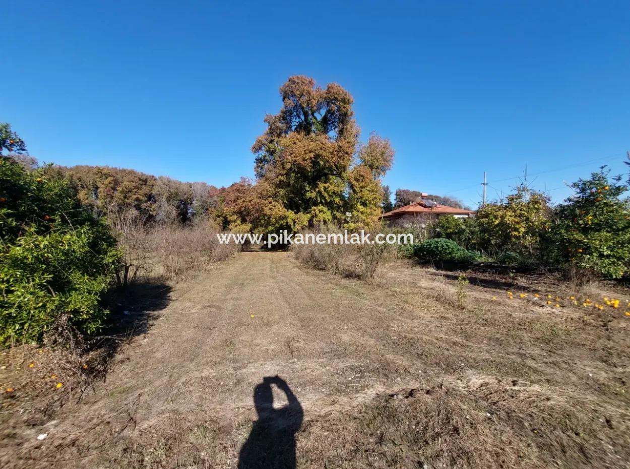 Ein Schnäppchen, Das Für Investitionen In Muğla Dalyan Geeignet Ist, 4.000 M² Land Am Wald Steht Zum Verkauf