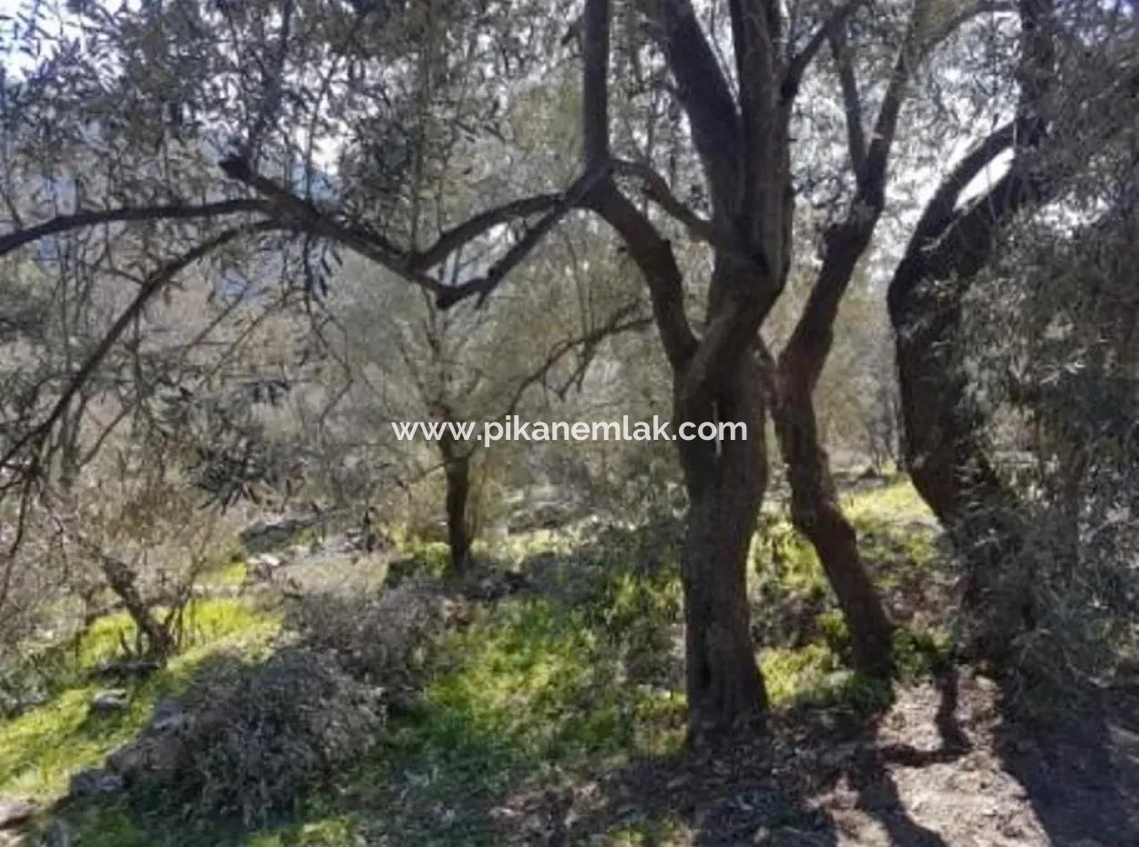 Meerblick Land Zum Verkauf In Göcek Gökçeovacık