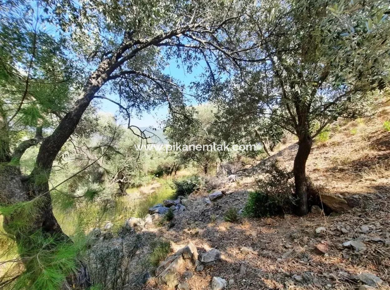 400 M2 Grundstück Zu Verkaufen Schnäppchen Ortaca Sarıgerme