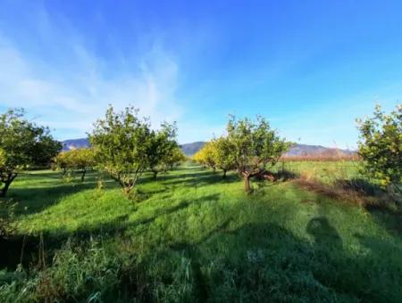 10 000 M2 Freistehender Zitronengarten Zum Verkauf In Ortaca Dalaklı