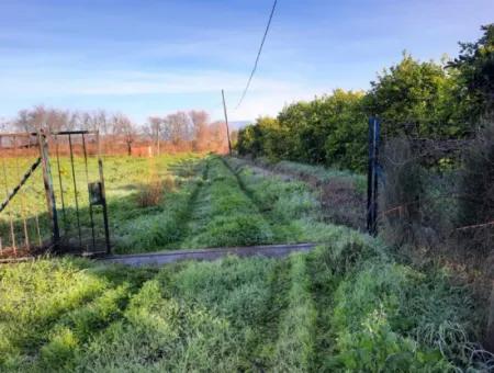 10 000 M2 Freistehender Zitronengarten Zum Verkauf In Ortaca Dalaklı