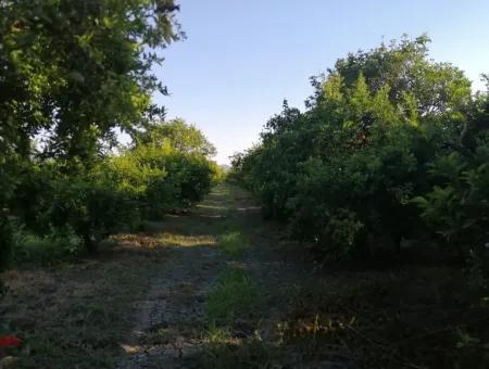 Garten Zum Verkauf In Oriya Tepearasi