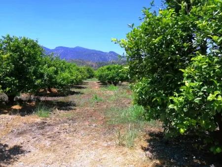 Zitrone Garten Zu Verkaufen Schnäppchen Ortaca