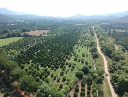 Orange Grove Zum Verkauf An Beyoba