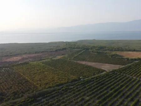 Granatapfelgarten Zum Verkauf In Mugla Ortaca Tepearasi