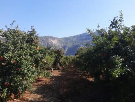 Mugla Ortaca Dalyanda 7520 M2 Maniced Freistehender Granatapfelgarten Zu Verkaufen