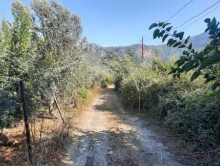 Mugla Ortaca Dalyanda 7520 M2 Maniced Freistehender Granatapfelgarten Zu Verkaufen