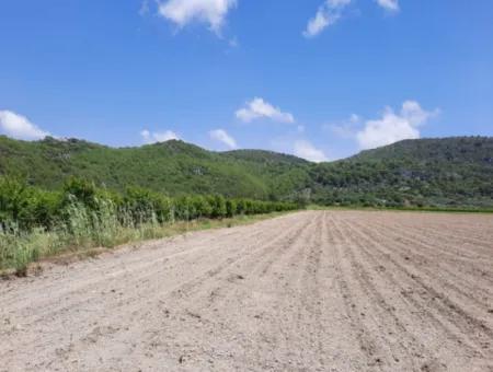 Fruchtbares Land Zu Vermieten In Ortaca Güzelyurt