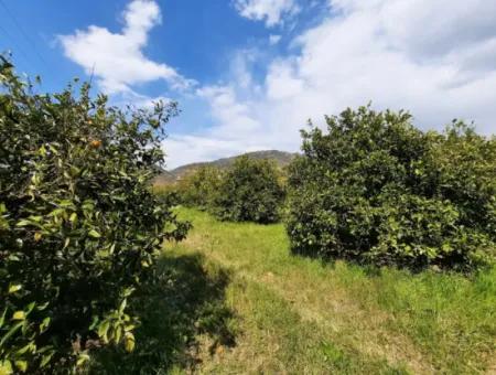 Ortaca Mergenlide 5134 M2 Und Offizielle 50 M2 Baugenehmigung Zitrusgarten Zu Verkaufen