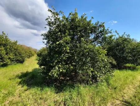 Ortaca Mergenlide 5134 M2 Und Offizielle 50 M2 Baugenehmigung Zitrusgarten Zu Verkaufen
