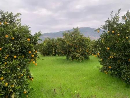 Ortaca Mergenlide 5134 M2 Und Offizielle 50 M2 Baugenehmigung Zitrusgarten Zu Verkaufen