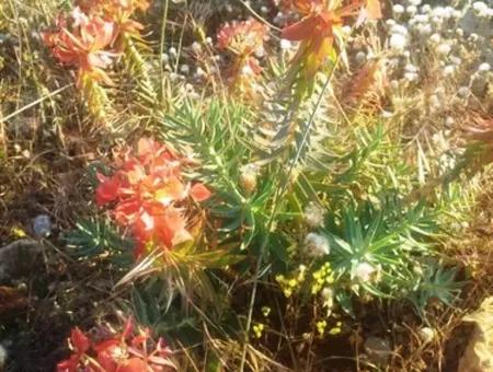 Grundstück Mit Meerblick Zum Verkauf In Boğaziçi Seydikemer