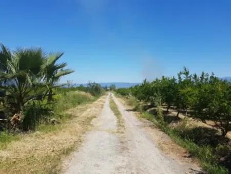 Garten Der Granatäpfel Zum Verkauf In Dalyan